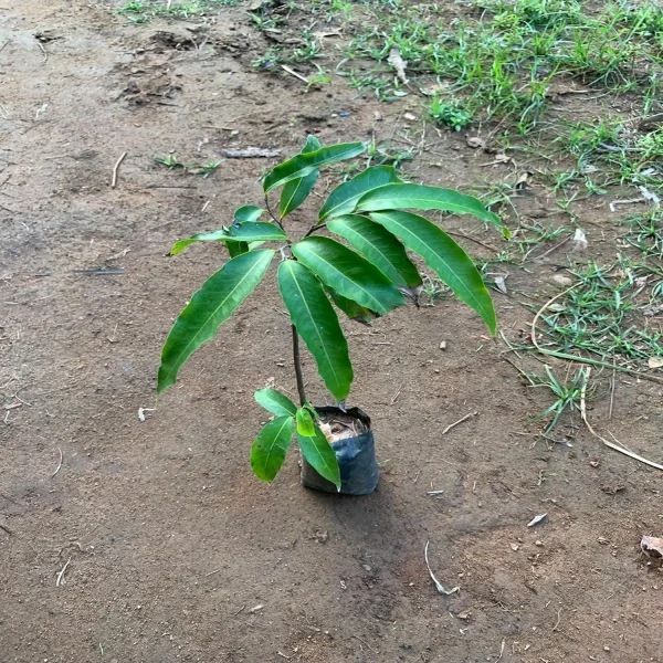 POLYALTHIA LONGIFOLIA