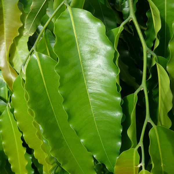 POLYALTHIA LONGIFOLIA - Image 3