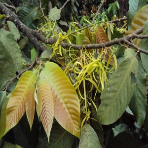 POLYALTHIA SPECIES