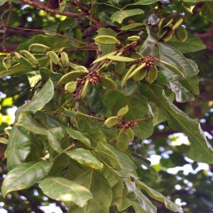 PONGAMIA GLABRA