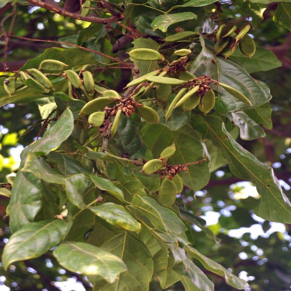PONGAMIA GLABRA