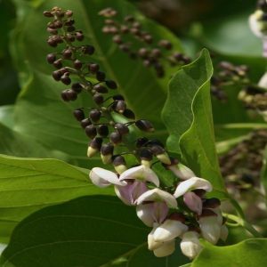 PONGAMIA GLABRA