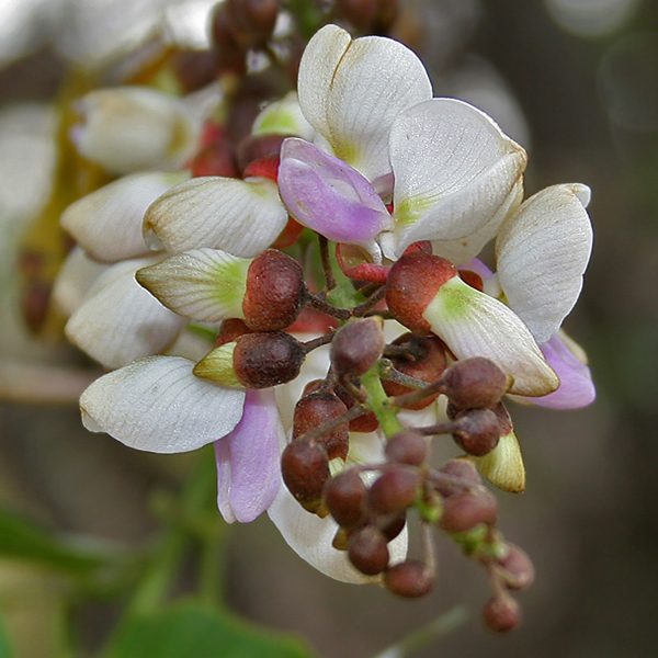 PONGAMIA GLABRA - Image 3
