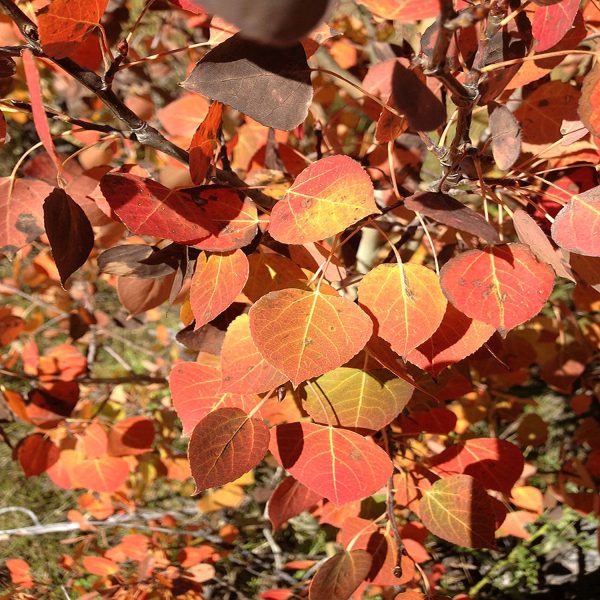 POPULUS TREMULOIDES - Image 4