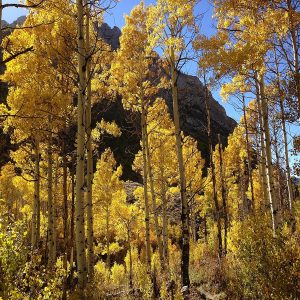 POPULUS TREMULOIDES