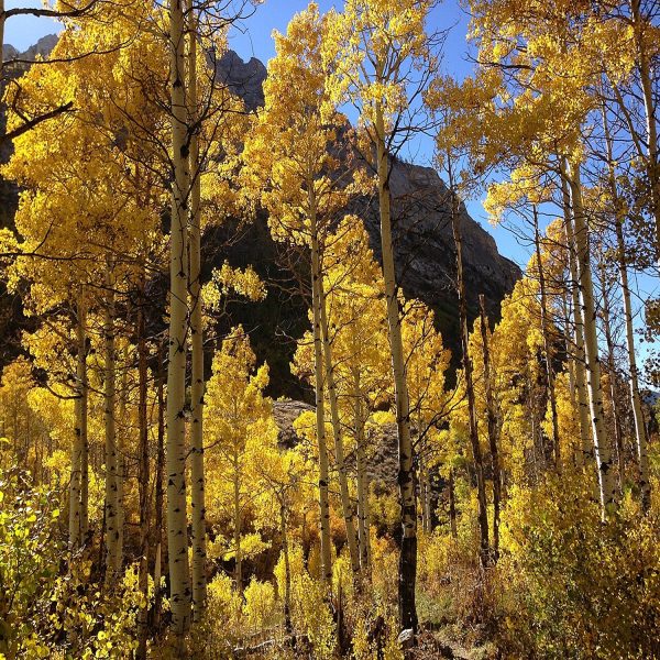 POPULUS TREMULOIDES - Image 2