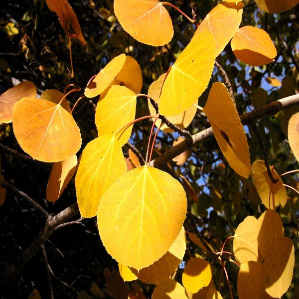 POPULUS TREMULOIDES - Image 3