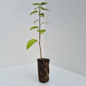 POPULUS TREMULOIDES