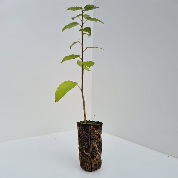 POPULUS TREMULOIDES