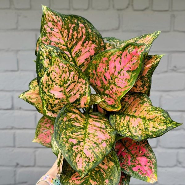 PHP-AGLAONEMA EAR. HYBRID - Image 3