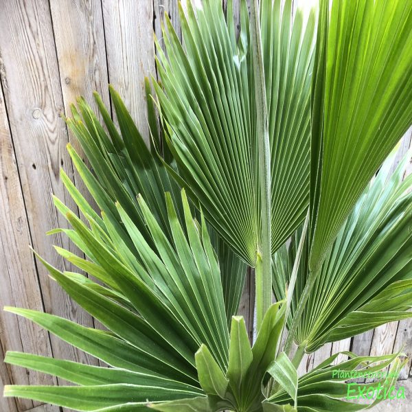 PRITCHARDIA PACIFICA - Image 2