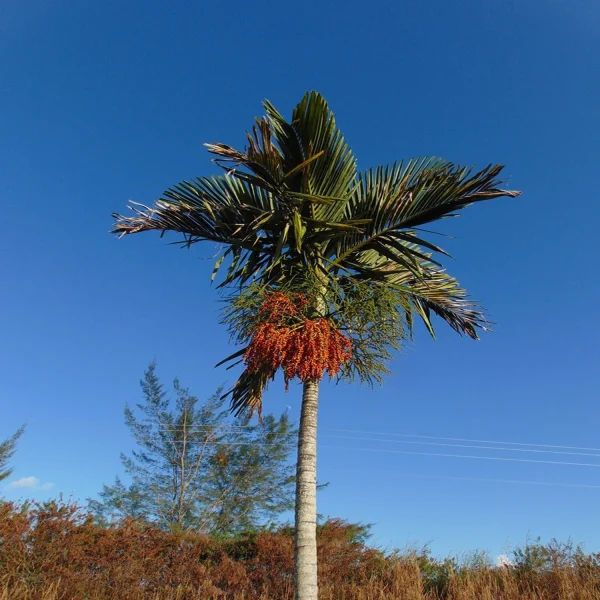 PTYCHOSPERMA ELEGANS - Image 5