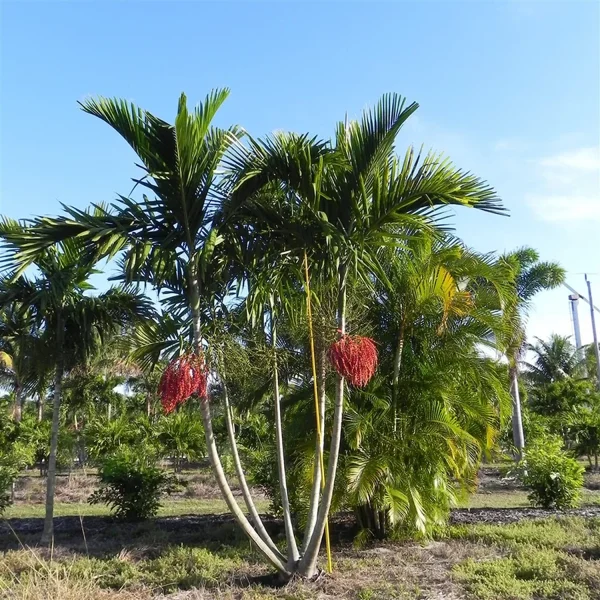 PTYCHOSPERMA ELEGANS - Image 6