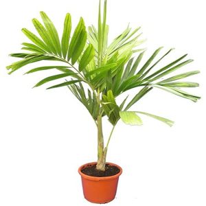 PTYCHOSPERMA ELEGANS