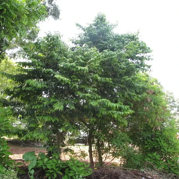 PUTRNAJIVA ROXBURGHII - Image 3