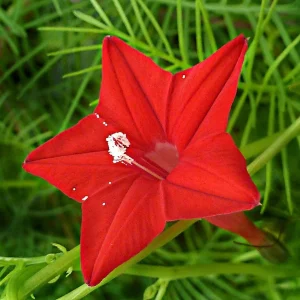 QUAMOCLIT COCCINEA