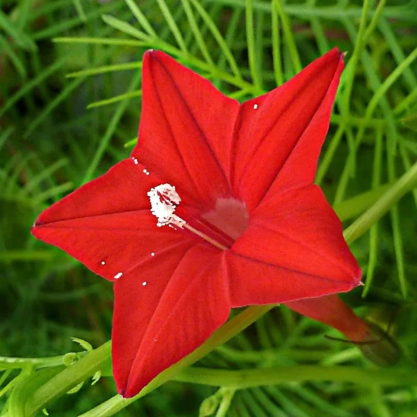 QUAMOCLIT COCCINEA - Image 2