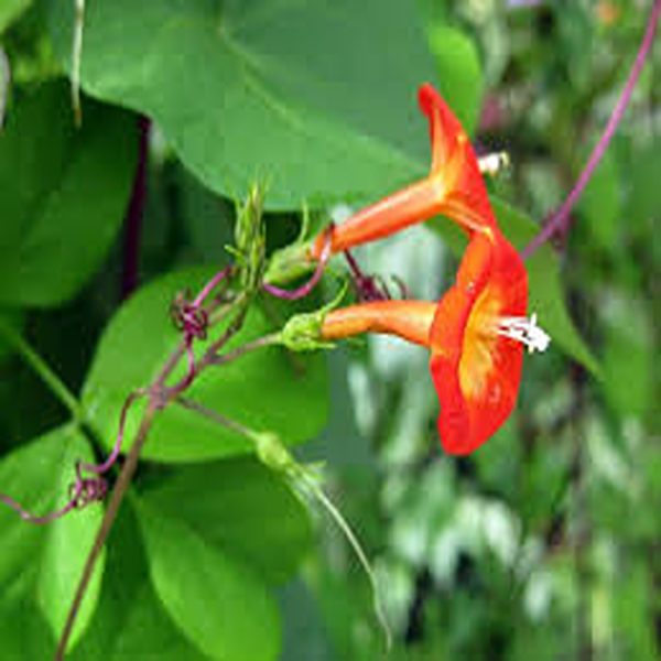 QUAMOCLIT COCCINEA - Image 3