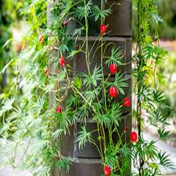 QUAMOCLIT COCCINEA - Image 4