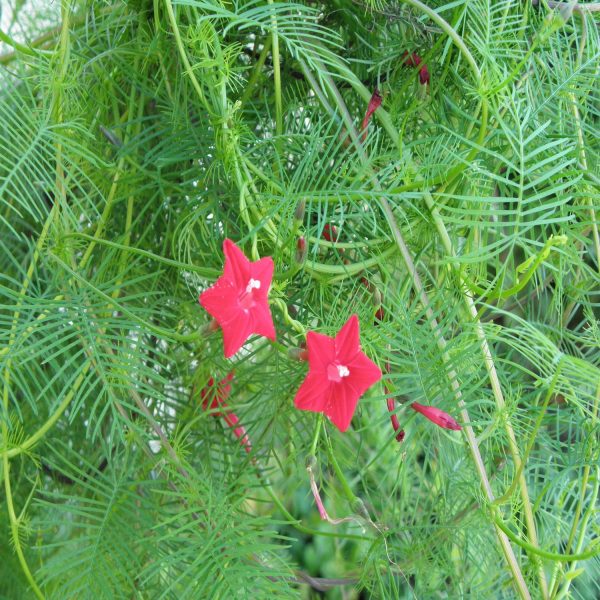 QUAMOCLIT PINNATA - Image 3