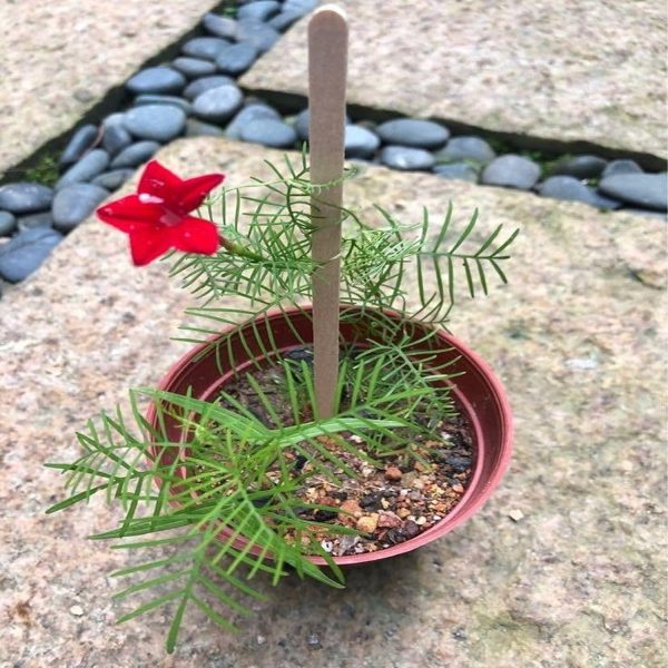 QUAMOCLIT PINNATA