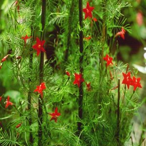 QUAMOCLIT PINNATA
