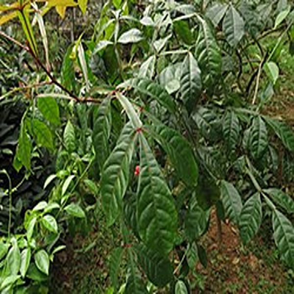 QUASSIA AMARA - Image 4