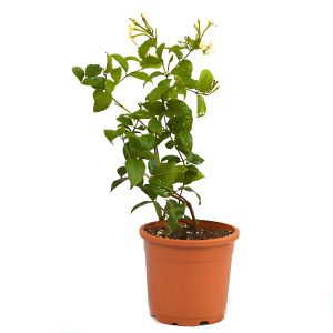QUISQUALIS IND. ALBA