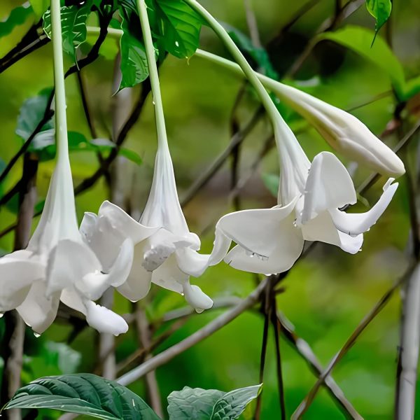 RANDIA MACRANTHA - Image 3