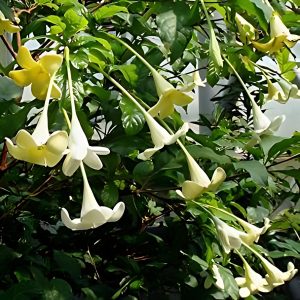 RANDIA MACRANTHA