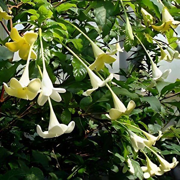 RANDIA MACRANTHA