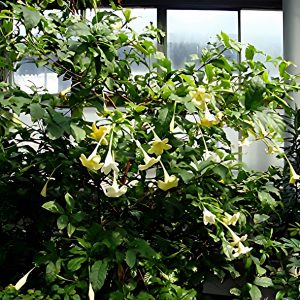 RANDIA MACRANTHA