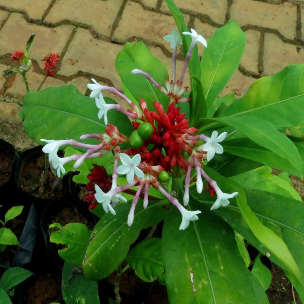 RANWOLFIA SERPENTINA - Image 5