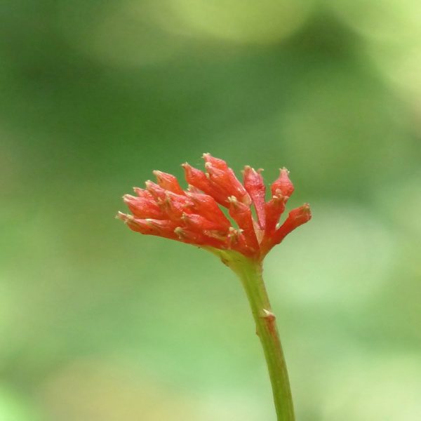 RANWOLFIA SERPENTINA - Image 4