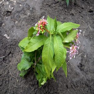 RANWOLFIA SERPENTINA