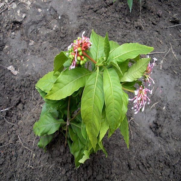 RANWOLFIA SERPENTINA