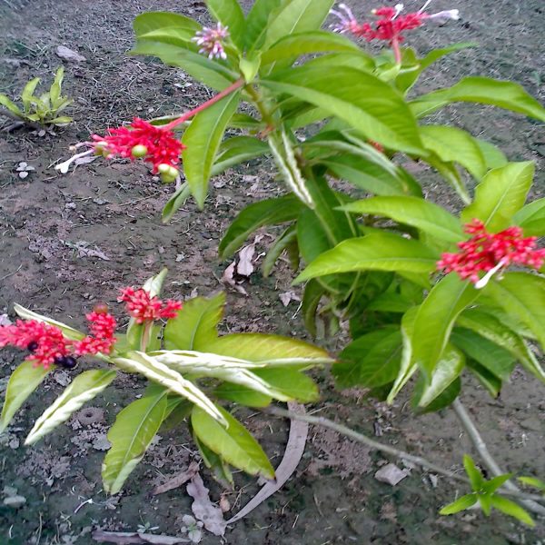 RANWOLFIA SERPENTINA - Image 3