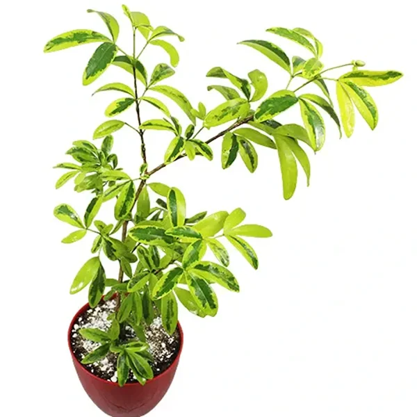 RAVENIA SPECTABILIS