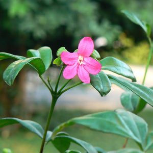 RAVENIA SPECTABILIS