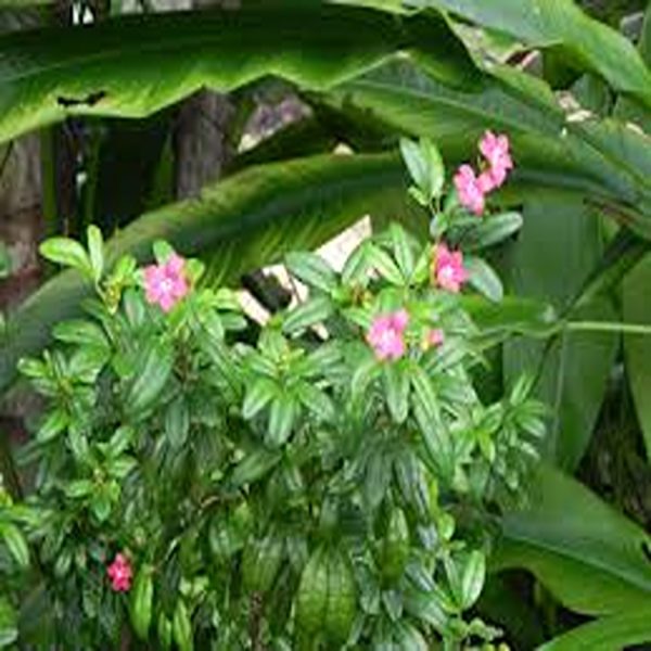 RAVENIA SPECTABILIS - Image 3
