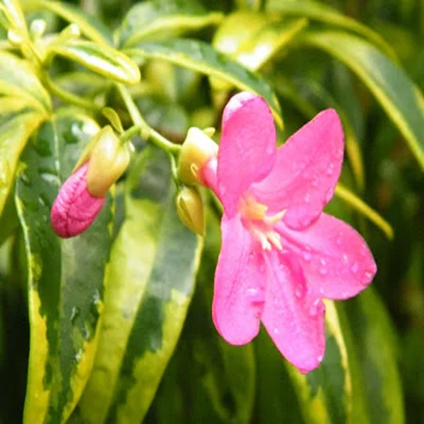 RAVENIA SPECTABILIS - Image 4