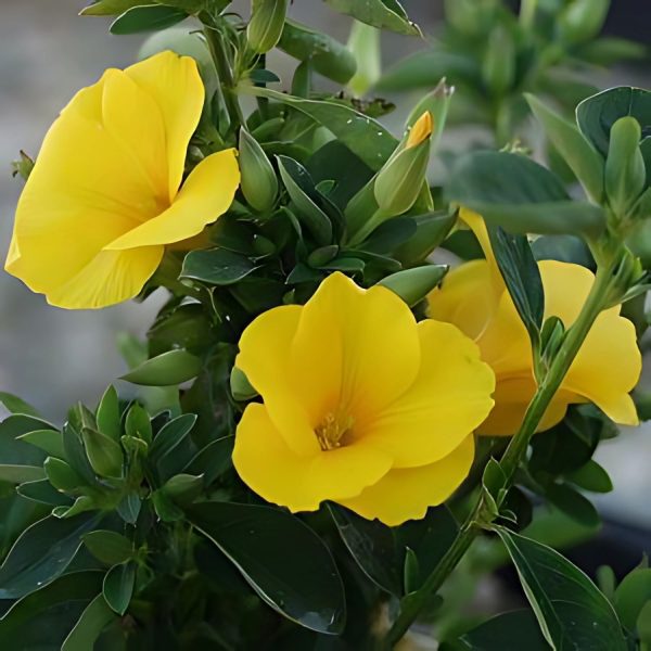 REINWARDTIA TRIGYNA - Image 3