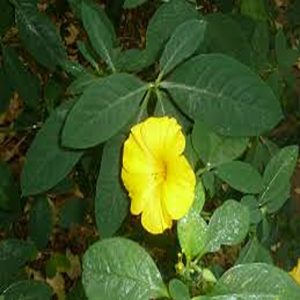 REINWARDTIA TRIGYNA