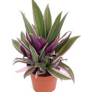 HP-RHOEO SP. COMPACTA