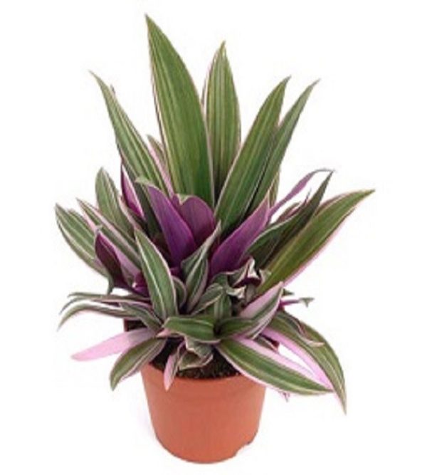 HP-RHOEO SP. COMPACTA