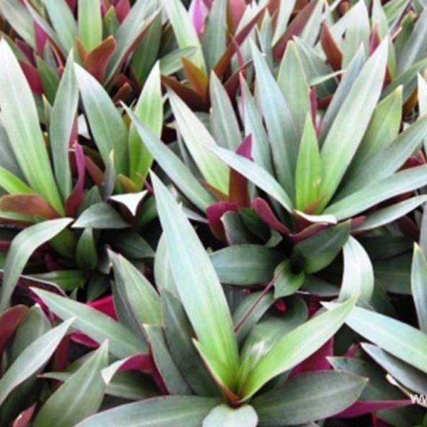 PHP-RHOEO SP. COMPACTA - Image 3
