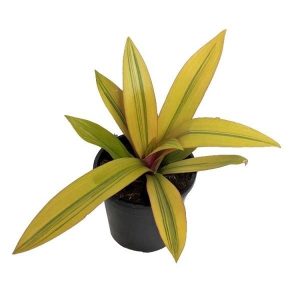 PHP-RHOEO SP. VITTATA