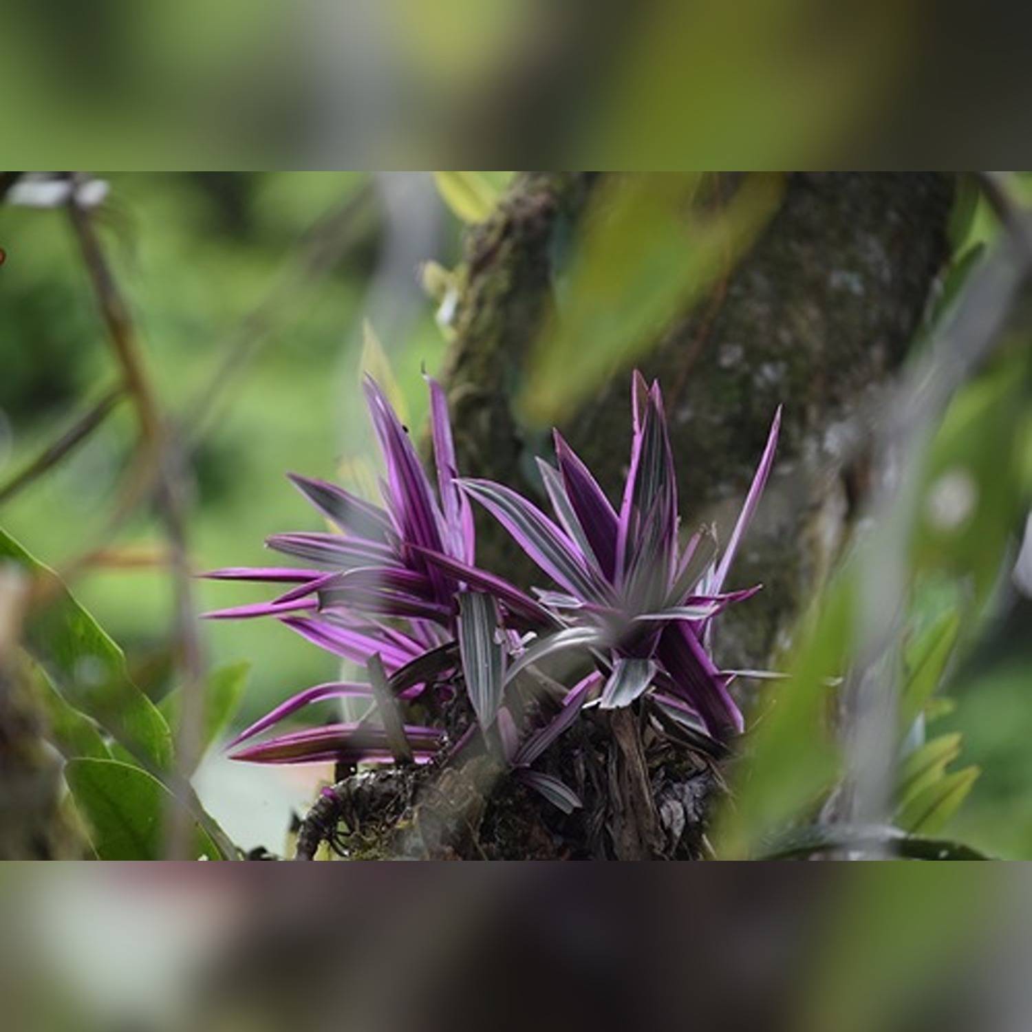PHP-RHOEO SPATHACEA - Image 6