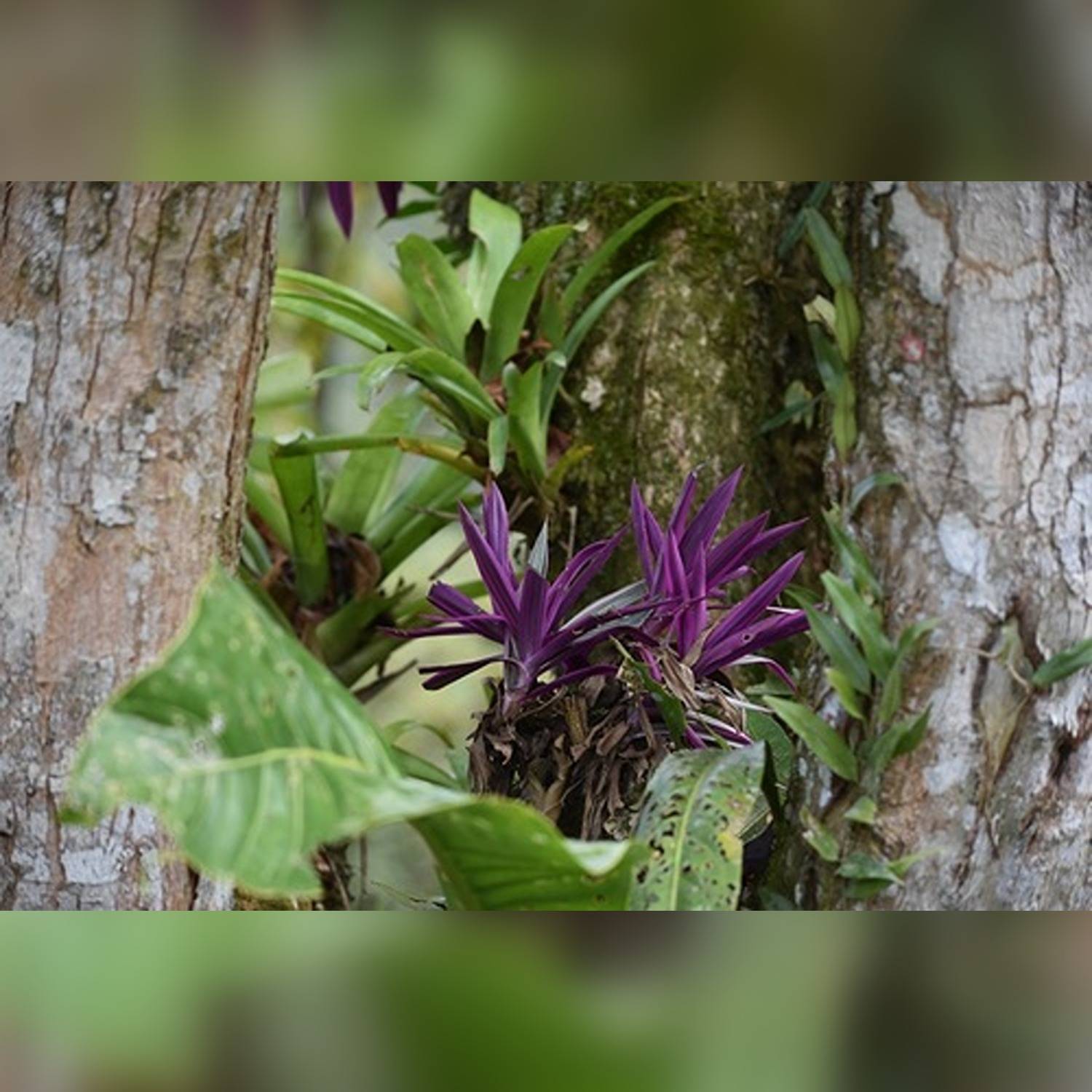 PHP-RHOEO SPATHACEA - Image 7