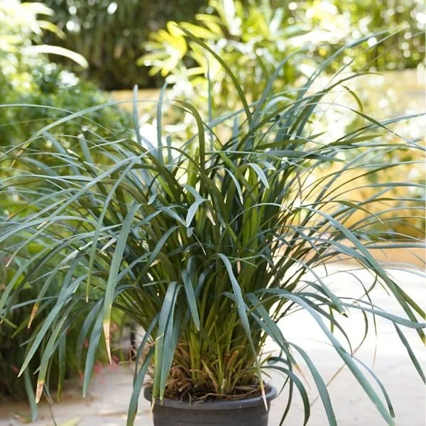 RIBBON GRASS - Image 5